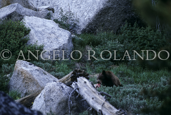 AROLANDO-IMG_OMBE_037