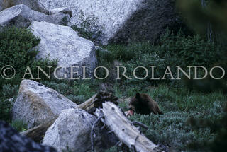 AROLANDO-IMG_OMBE_037