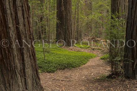 Enviro Portraits & Macros