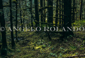 AROLANDO-IMG_FEEP_049