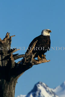 AROLANDO-IMG_AVEA_044