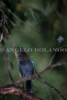 AROLANDO-IMG_AVPB_009